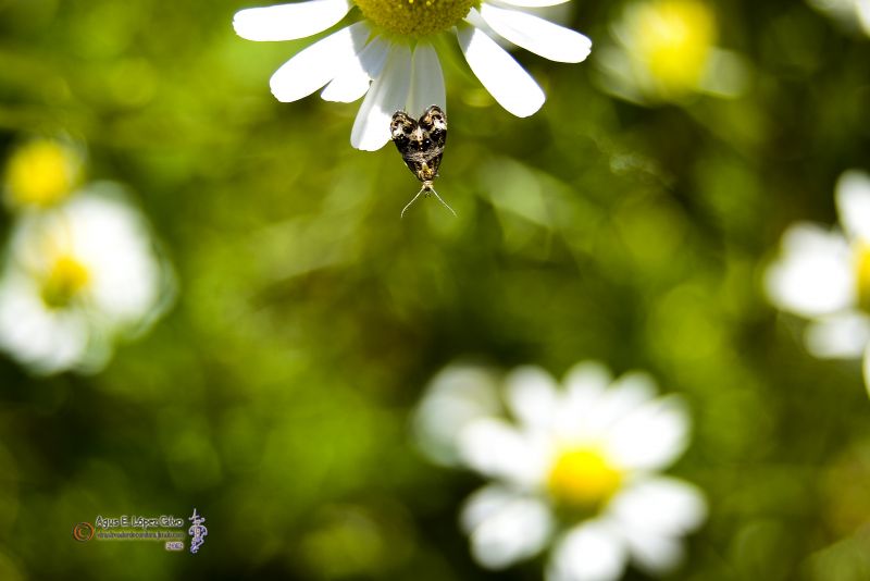 Mariposa asomandose a la profundidad de campo .jpg